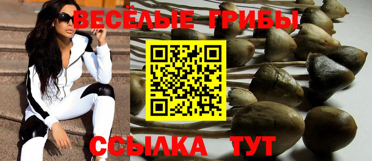 Псилоцибиновые грибы Psilocybe Анапа